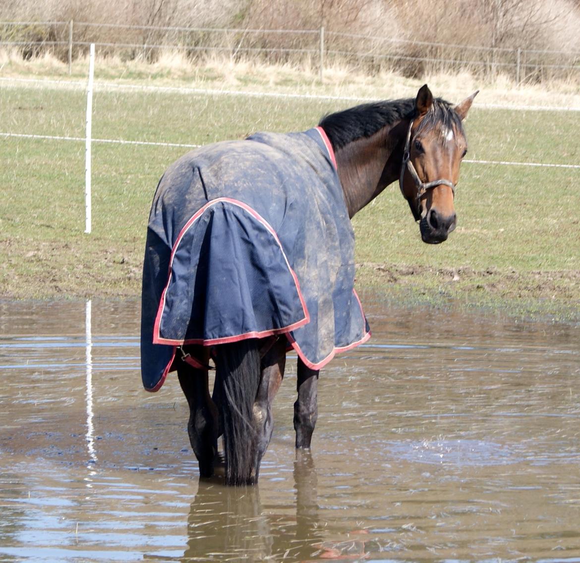 Dansk Varmblod Hjælmsbjergs Chakira billede 9