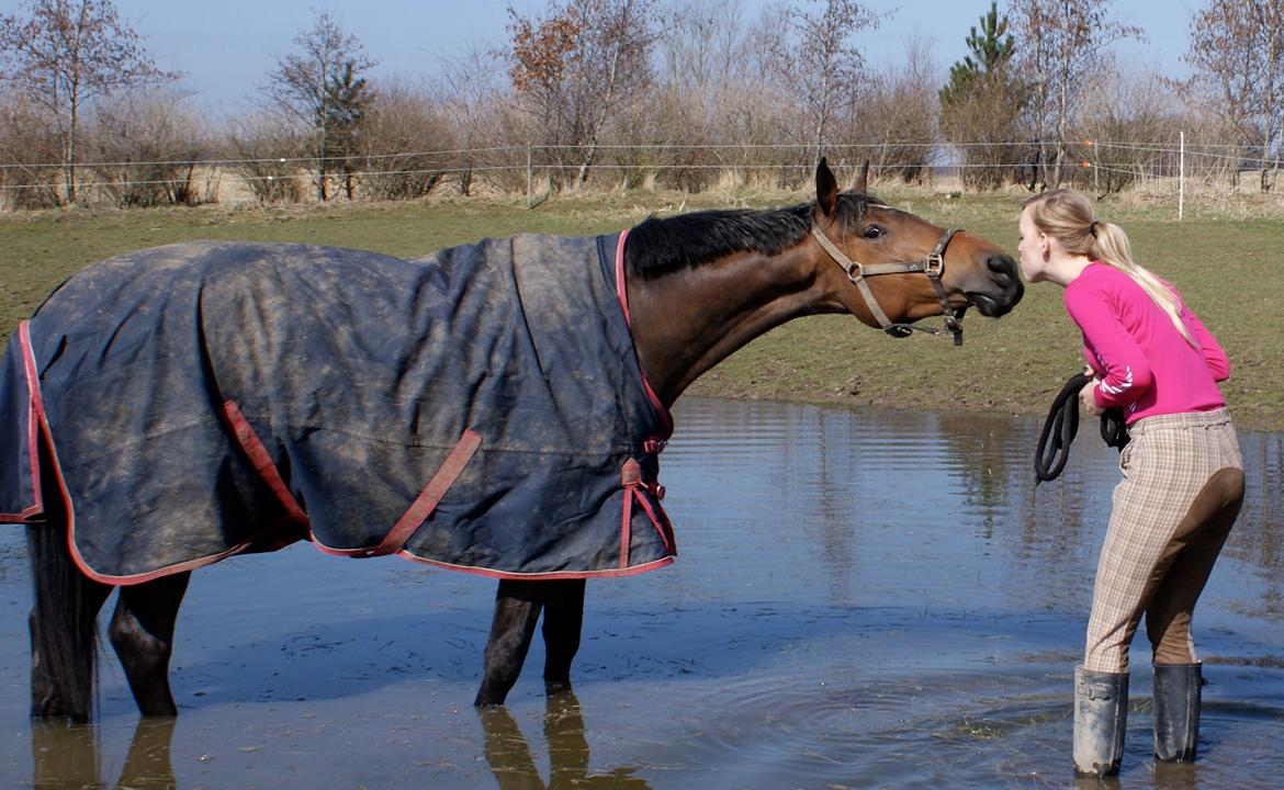 Dansk Varmblod Hjælmsbjergs Chakira - Masser af kærlighed før træning <3 billede 10