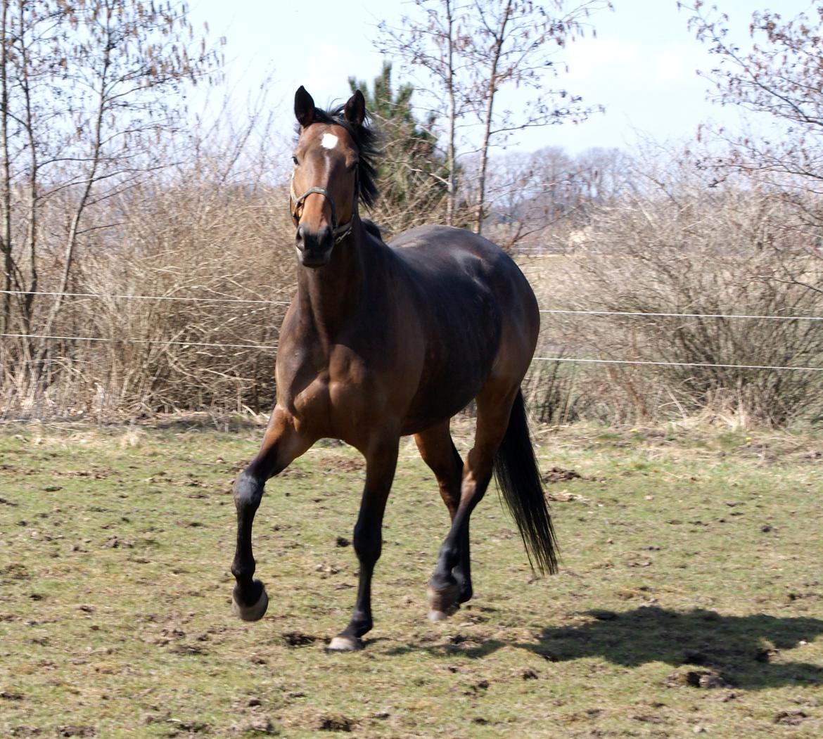 Dansk Varmblod Hjælmsbjergs Chakira billede 12