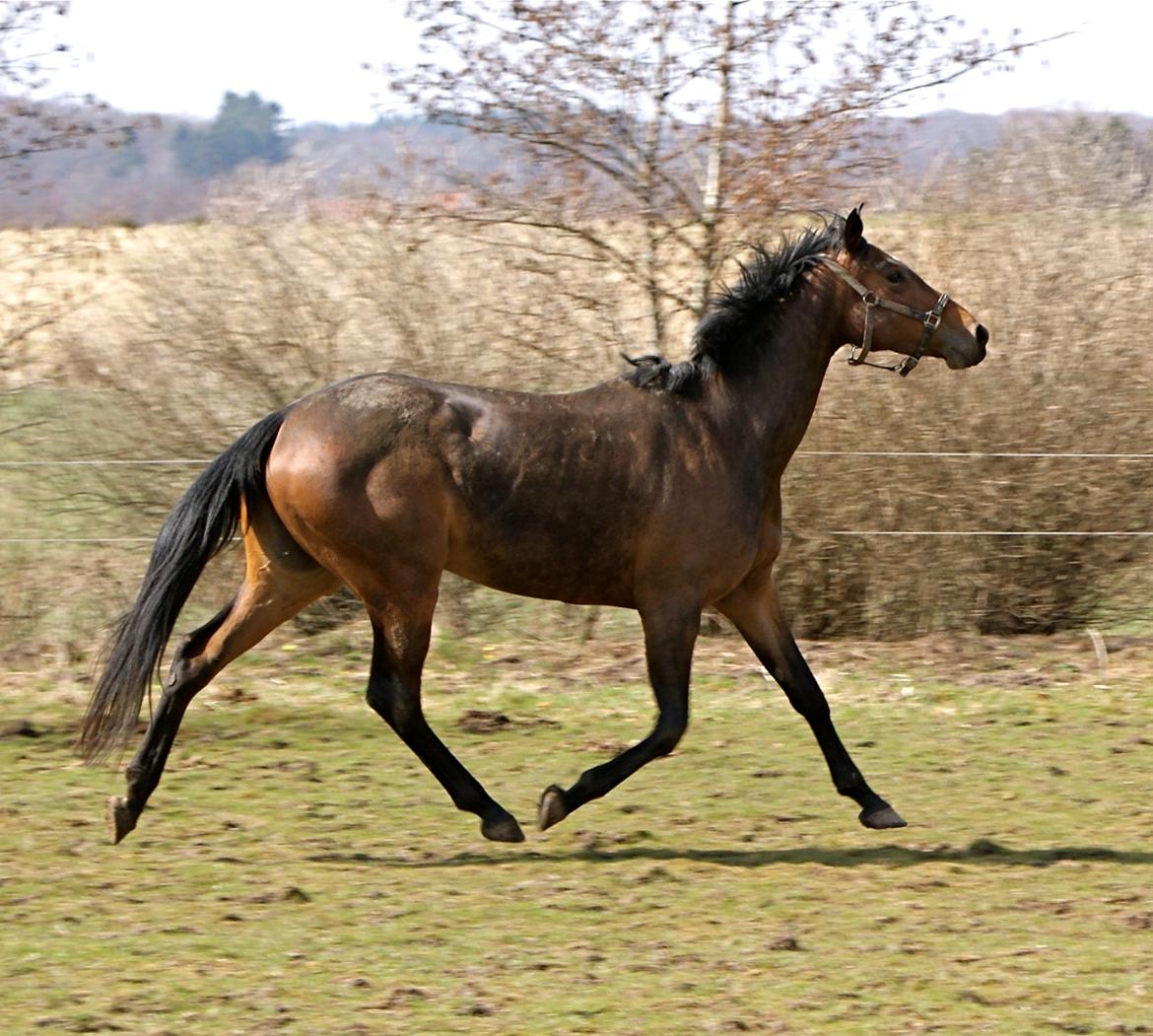 Dansk Varmblod Hjælmsbjergs Chakira billede 13