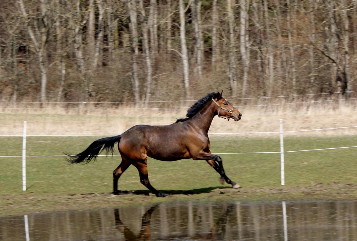 Dansk Varmblod Hjælmsbjergs Chakira - Første dag uden dækken :) billede 14