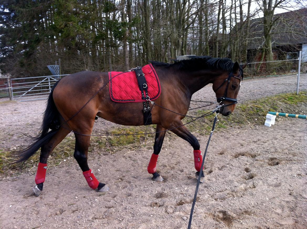 Dansk Varmblod Hjælmsbjergs Chakira - Longe maj '13 billede 15