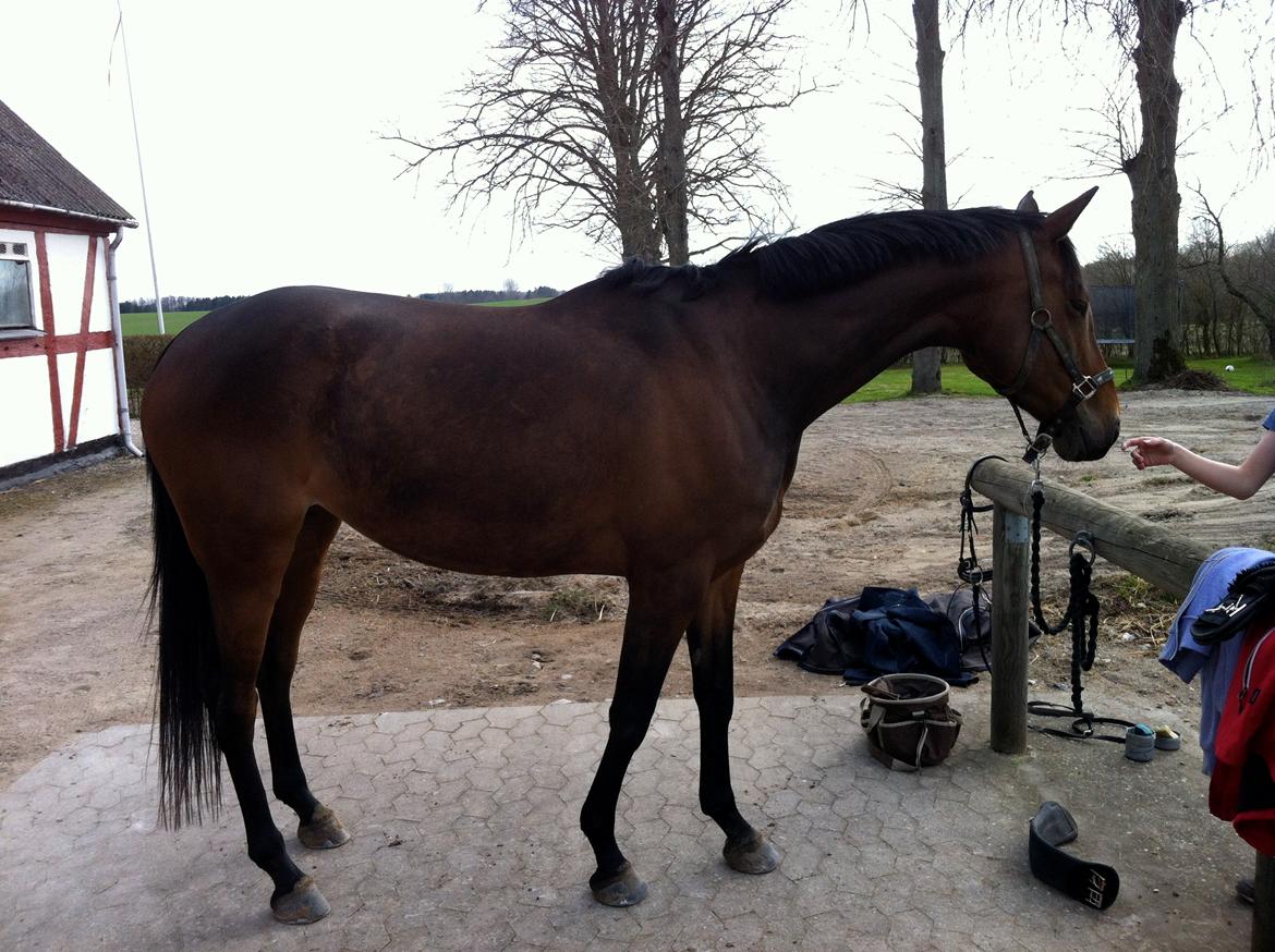 Dansk Varmblod Hjælmsbjergs Chakira - Chakira 70 kg tungere end da jeg købte hende :) billede 16