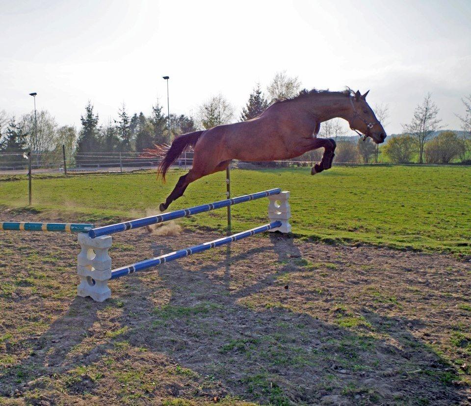 Dansk Varmblod Hjælmsbjergs Chakira - Anden gang vi løsspringer :) billede 17