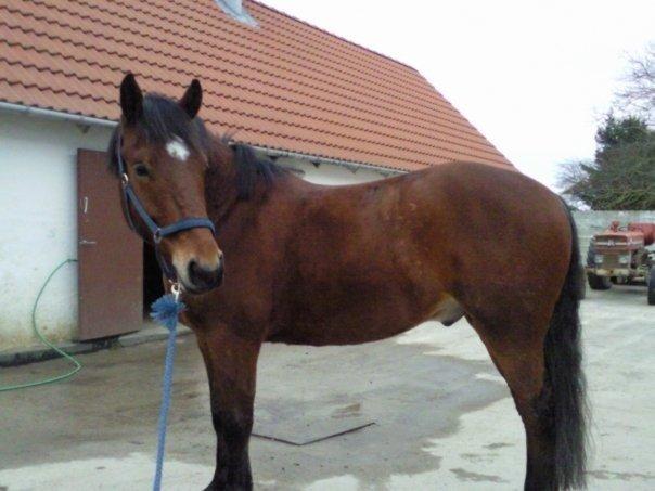 Anden særlig race Samson billede 2