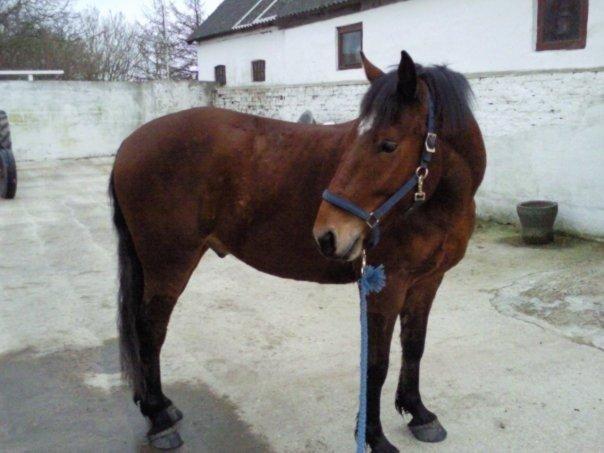 Anden særlig race Samson billede 3