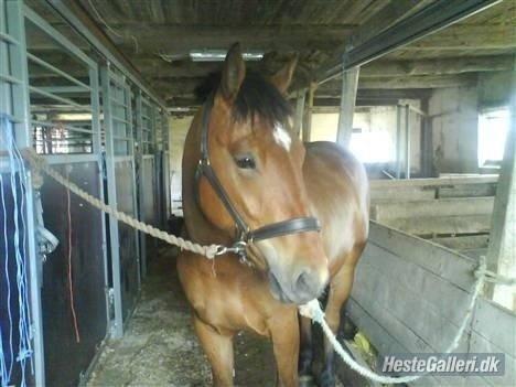 Anden særlig race Samson billede 4