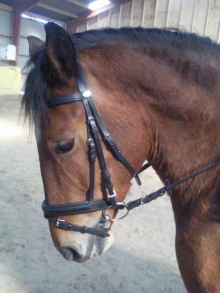 Anden særlig race Samson billede 5