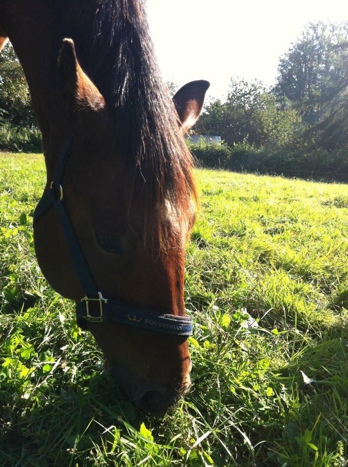 Anden særlig race Samson billede 6