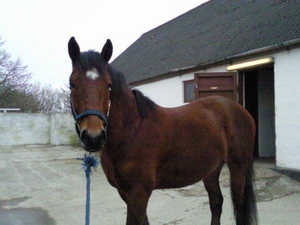 Anden særlig race Samson billede 7