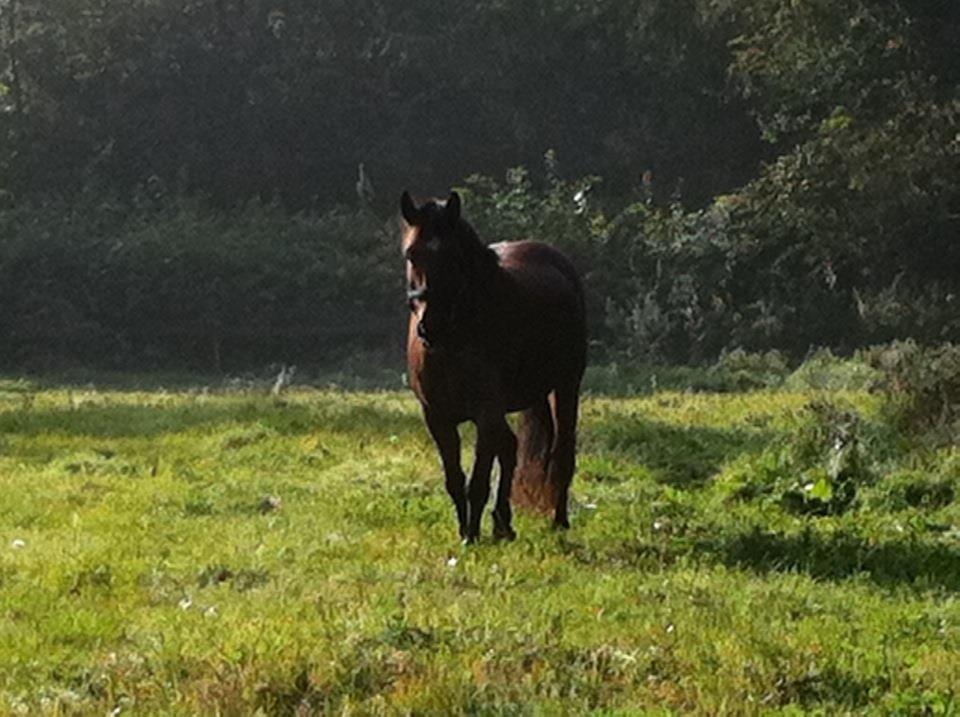 Anden særlig race Samson billede 8