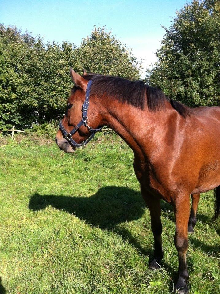 Anden særlig race Samson billede 9