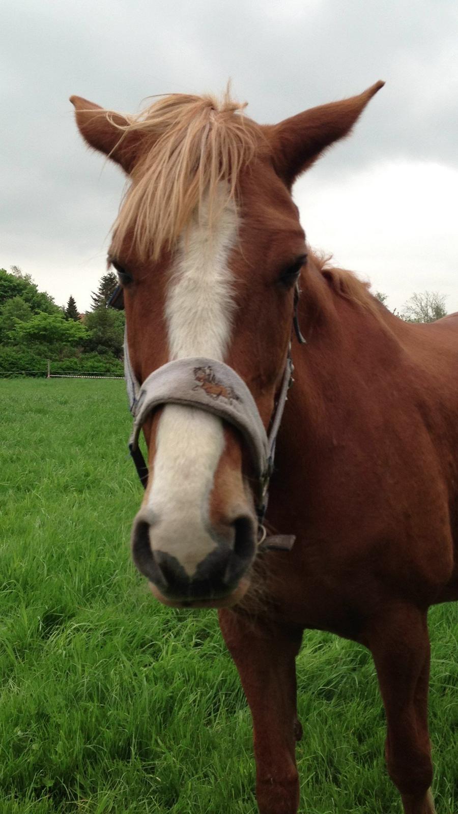 Dansk Varmblod Stenkærgårds Rubin  [Min Mors] - Varm sommer dag <3 billede 2