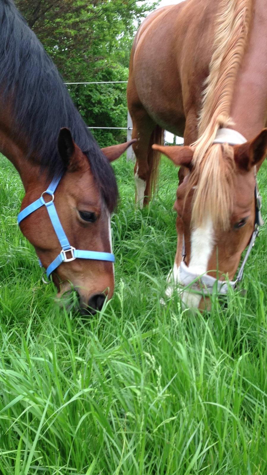 Dansk Varmblod Stenkærgårds Rubin  [Min Mors] - De græsser altid side om side :D billede 13