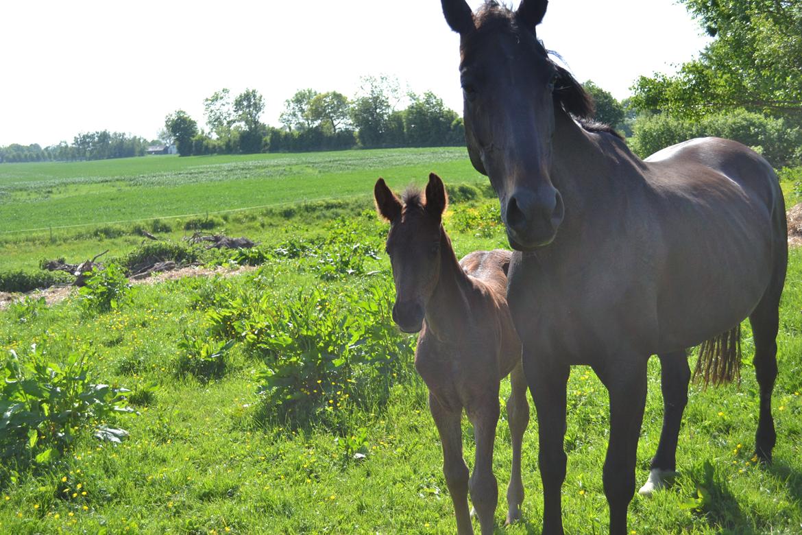 Anden særlig race Martinique billede 17