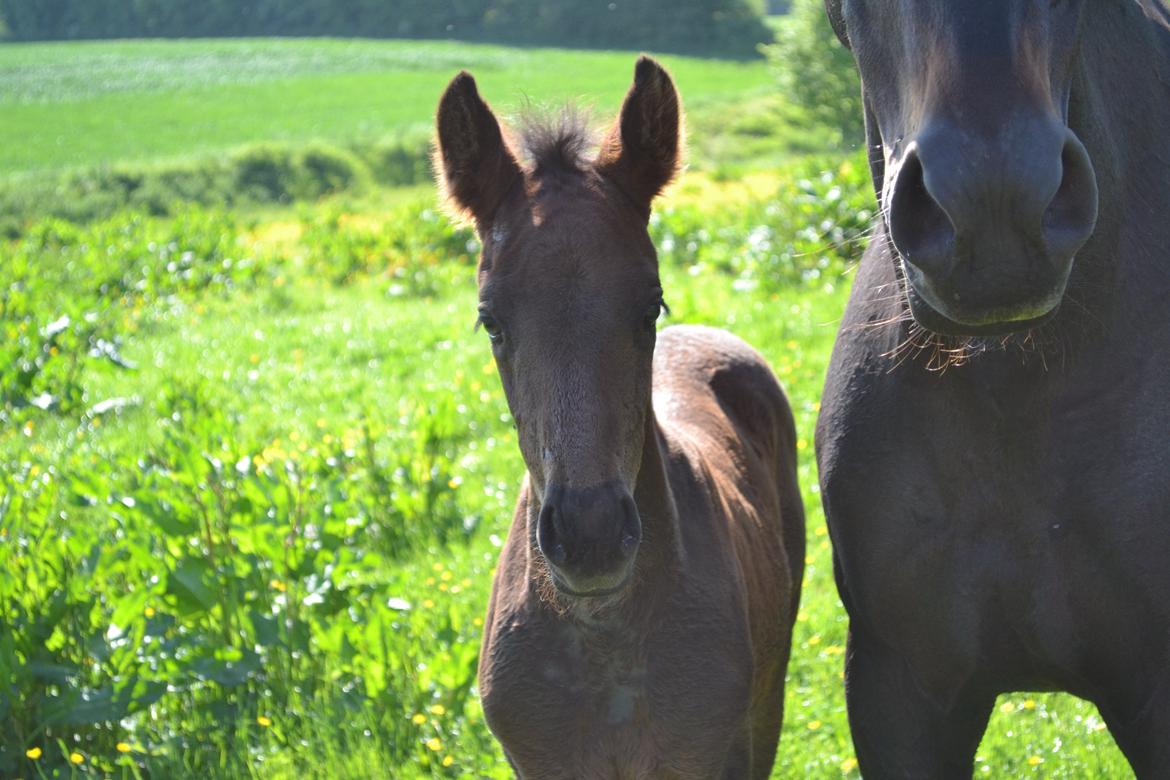 Anden særlig race Martinique billede 1