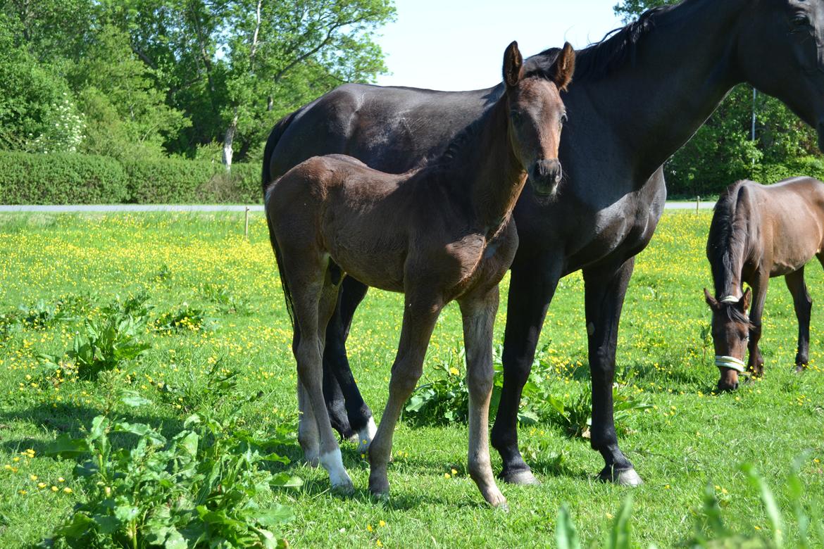 Anden særlig race Martinique billede 18