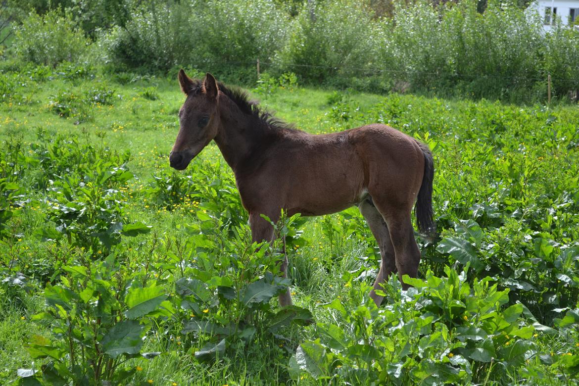 Anden særlig race Martinique billede 19