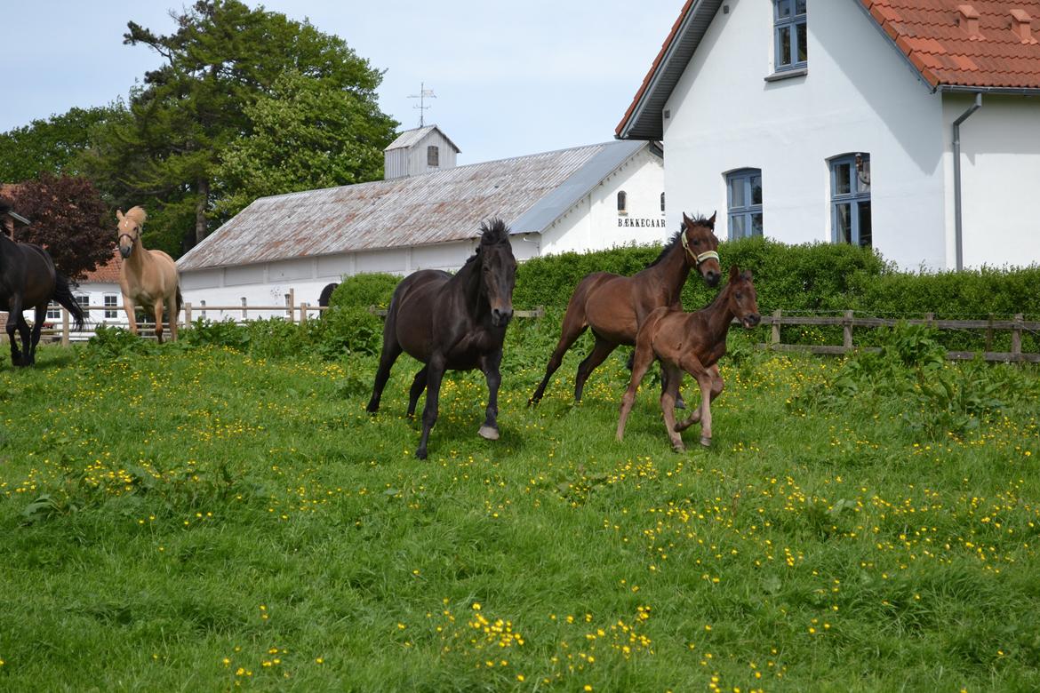 Anden særlig race Martinique - mig, min mor og mine to storesøstre billede 20