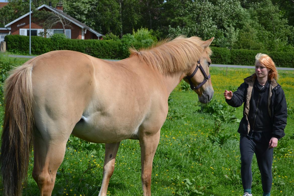 Anden særlig race Lotte billede 17