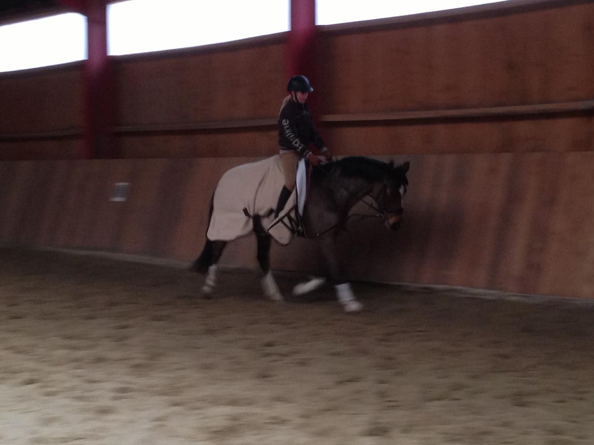 Dansk Varmblod Le'trix  - Vinter 2012 billede 9