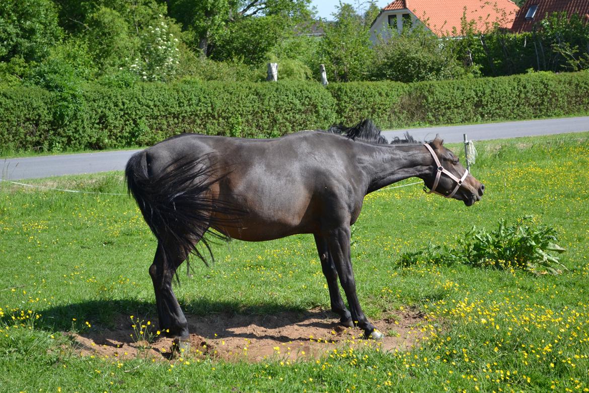 Anden særlig race ¤Melissa¤ billede 21