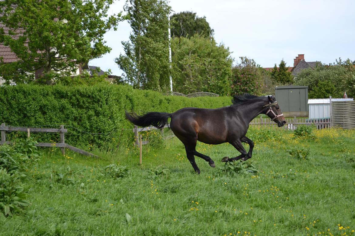 Anden særlig race ¤Melissa¤ billede 22