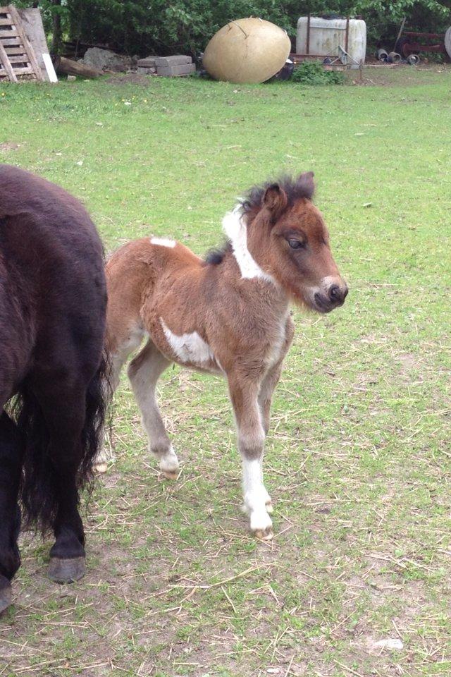 Shetlænder Bellis Merci *solgt* - Merci - 10 dage gammel :) billede 11
