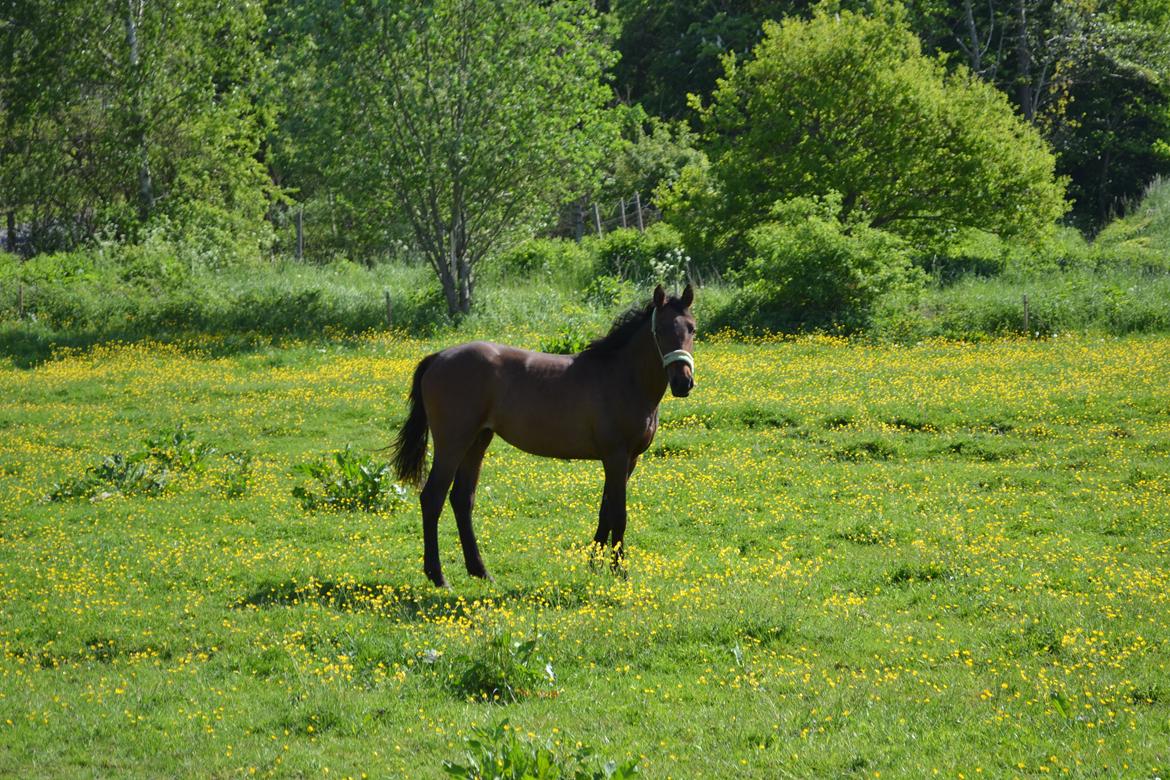 Anden særlig race Monique billede 10