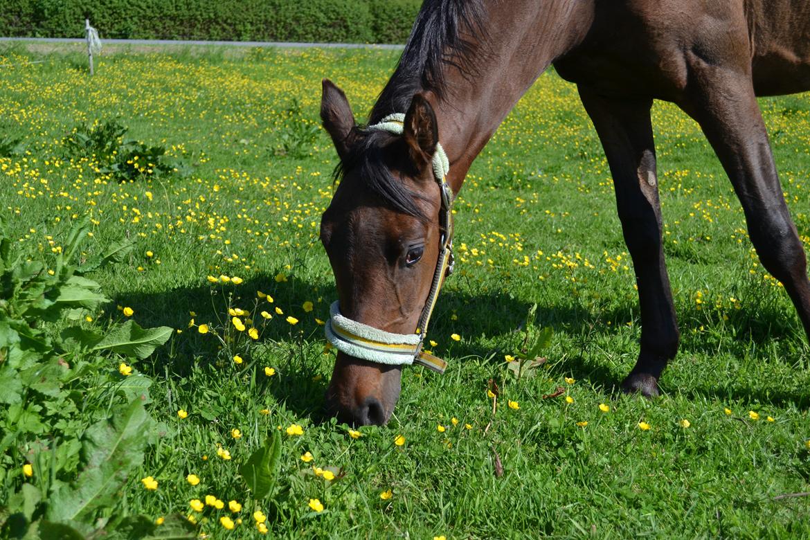 Anden særlig race Monique billede 11