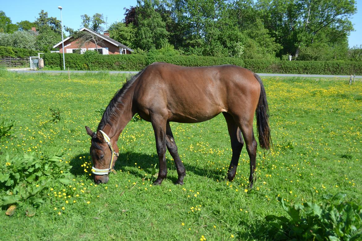 Anden særlig race Monique billede 12