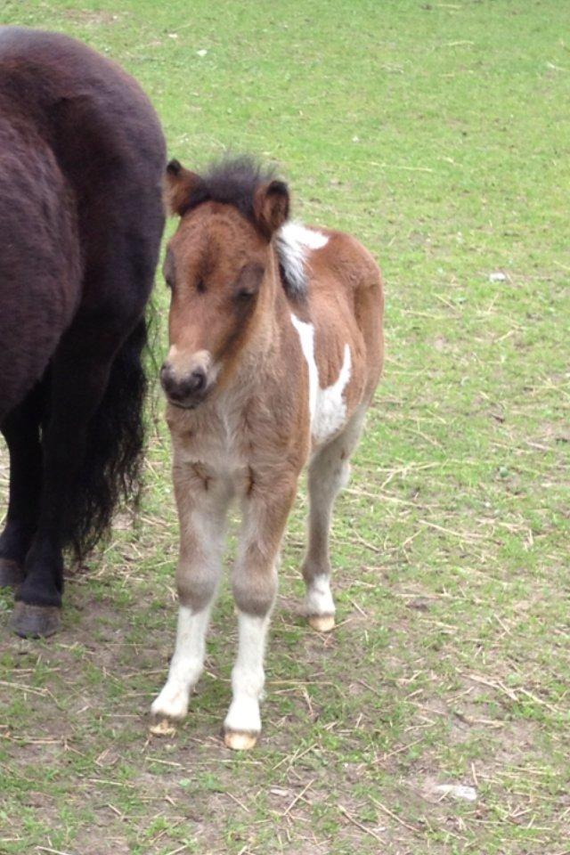 Shetlænder Bellis Merci *solgt* billede 14