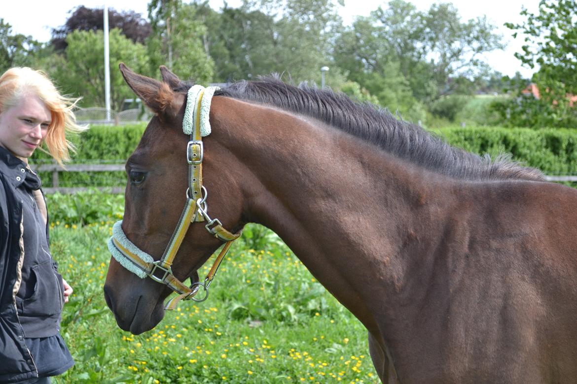 Anden særlig race Monique billede 13