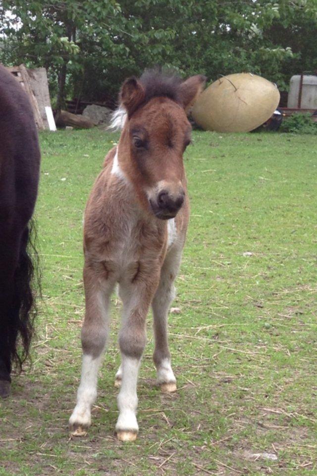 Shetlænder Bellis Merci *solgt* - Merci - 10 dage gammel billede 5