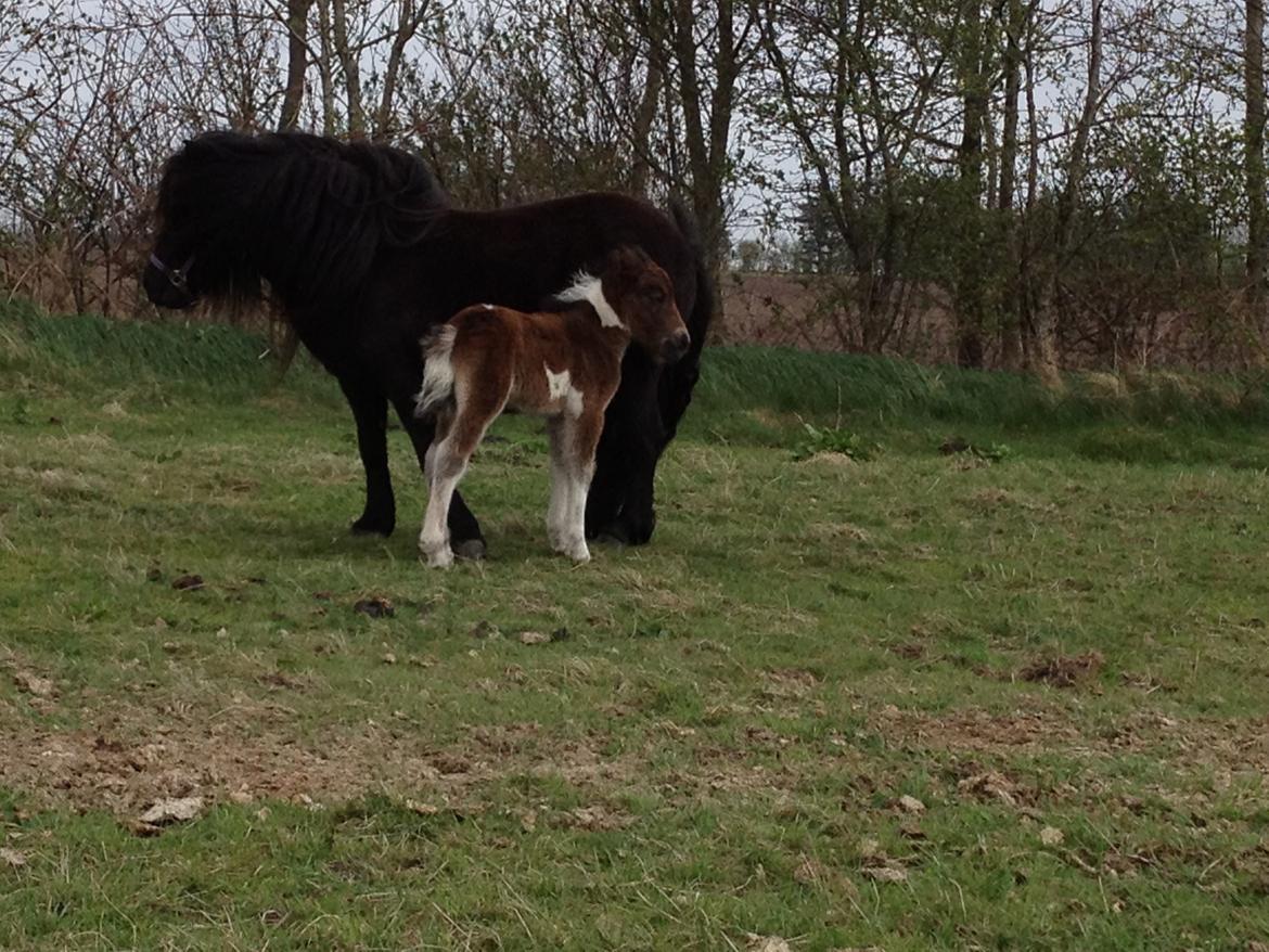 Shetlænder Bellis Merci *solgt* billede 8