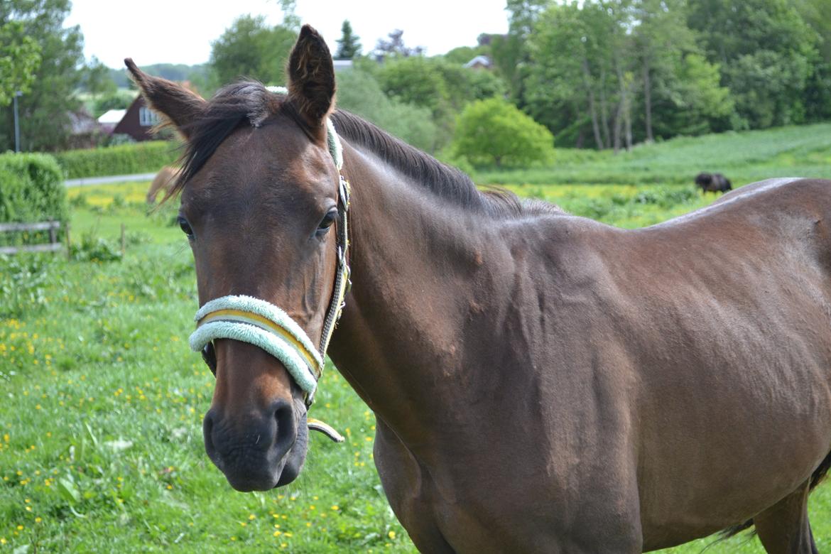 Anden særlig race Monique billede 15
