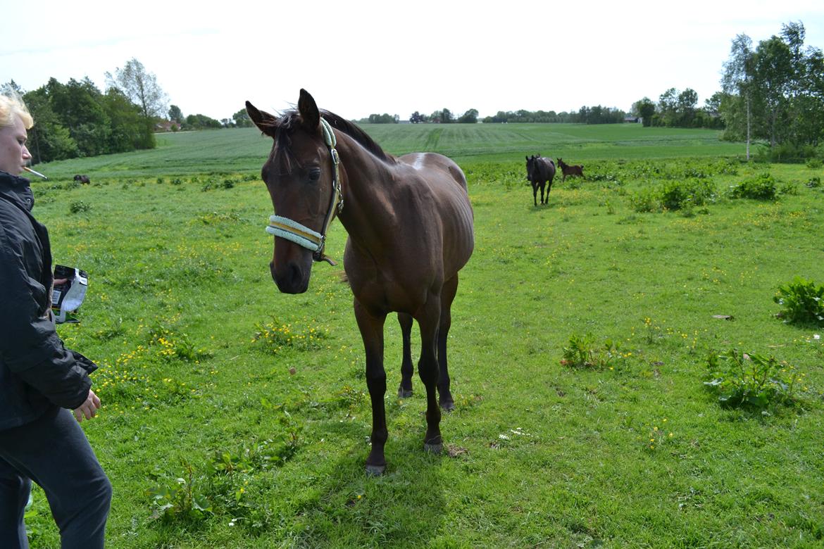 Anden særlig race Monique billede 16