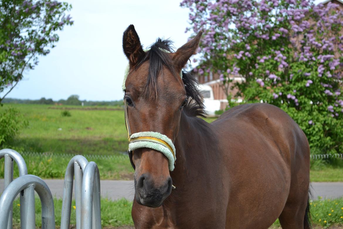 Anden særlig race Monique billede 1