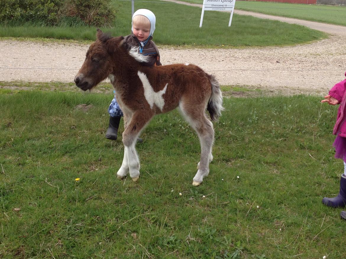 Shetlænder Bellis Merci *solgt* - Merci - Få timer gammel  billede 12