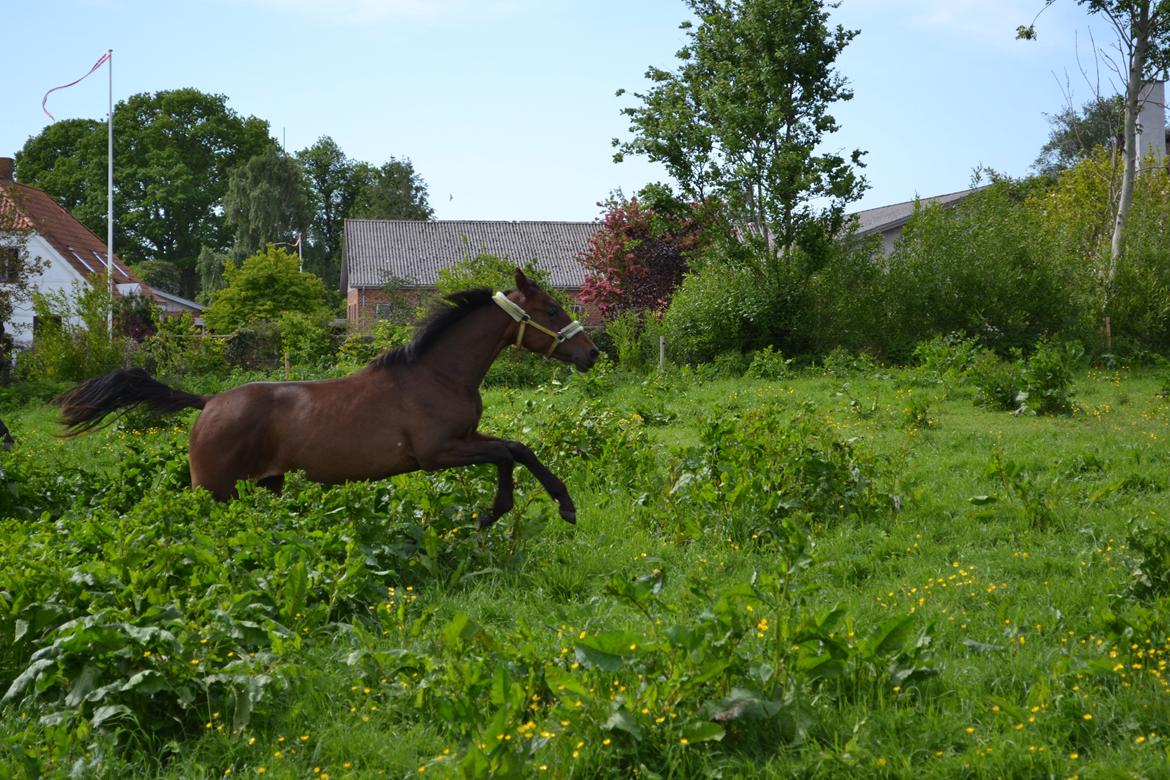 Anden særlig race Monique billede 17