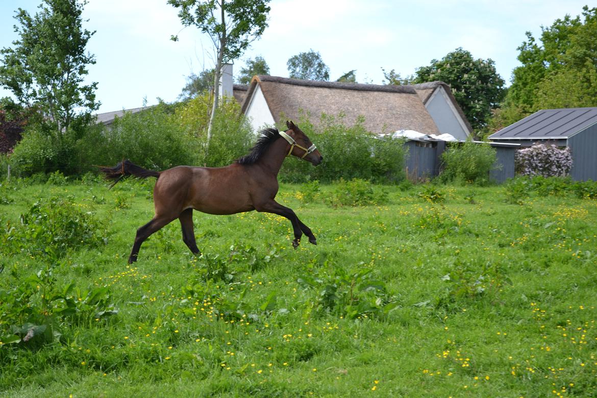 Anden særlig race Monique billede 18