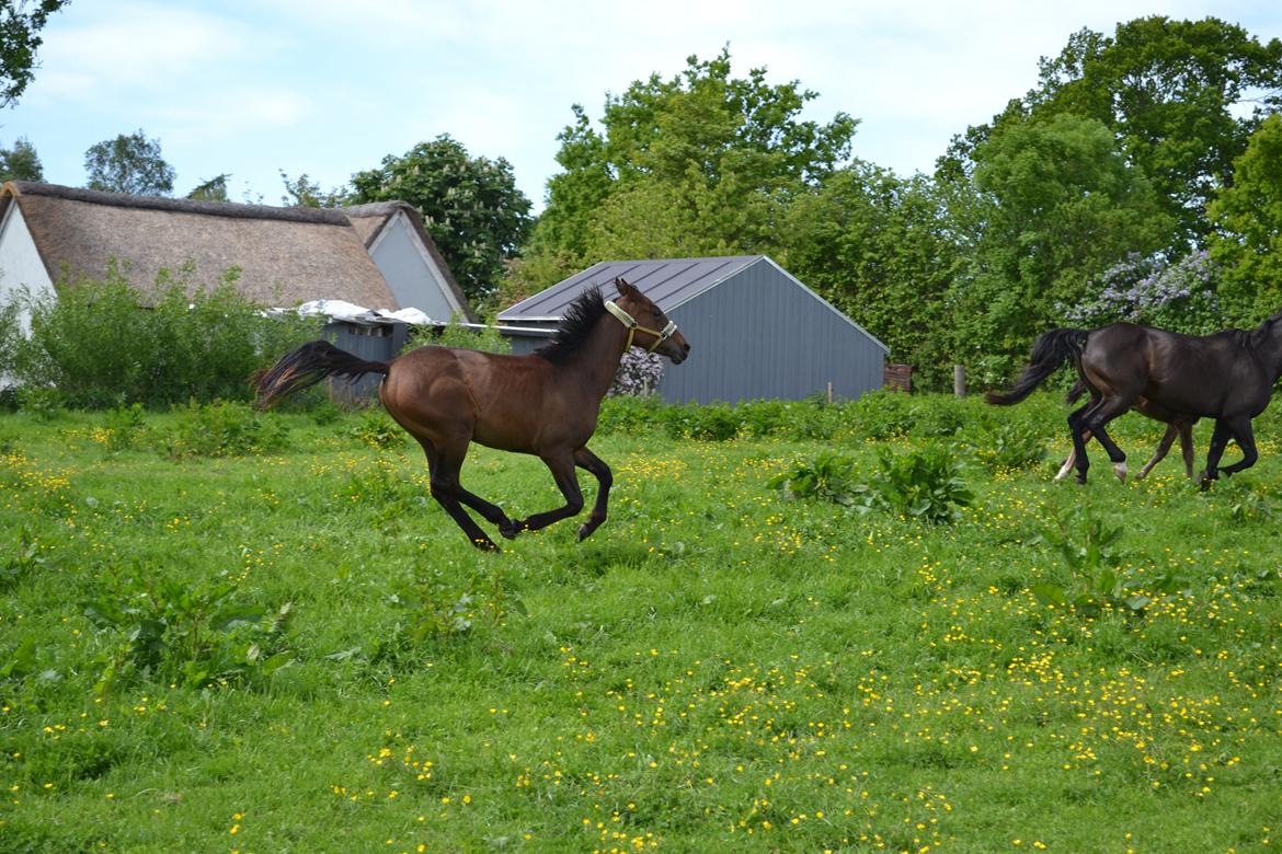 Anden særlig race Monique billede 19
