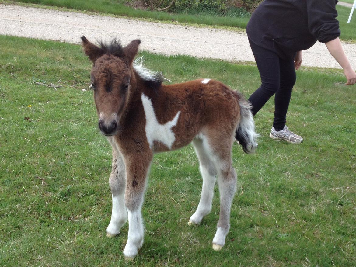 Shetlænder Bellis Merci *solgt* - Merci - Få timer gammel :) billede 9