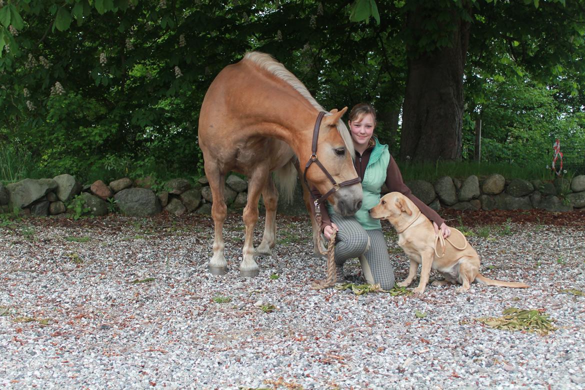 Haflinger Xander - Xander, mig og Jassi :) Det var en hyggelig dag med hestene. billede 1