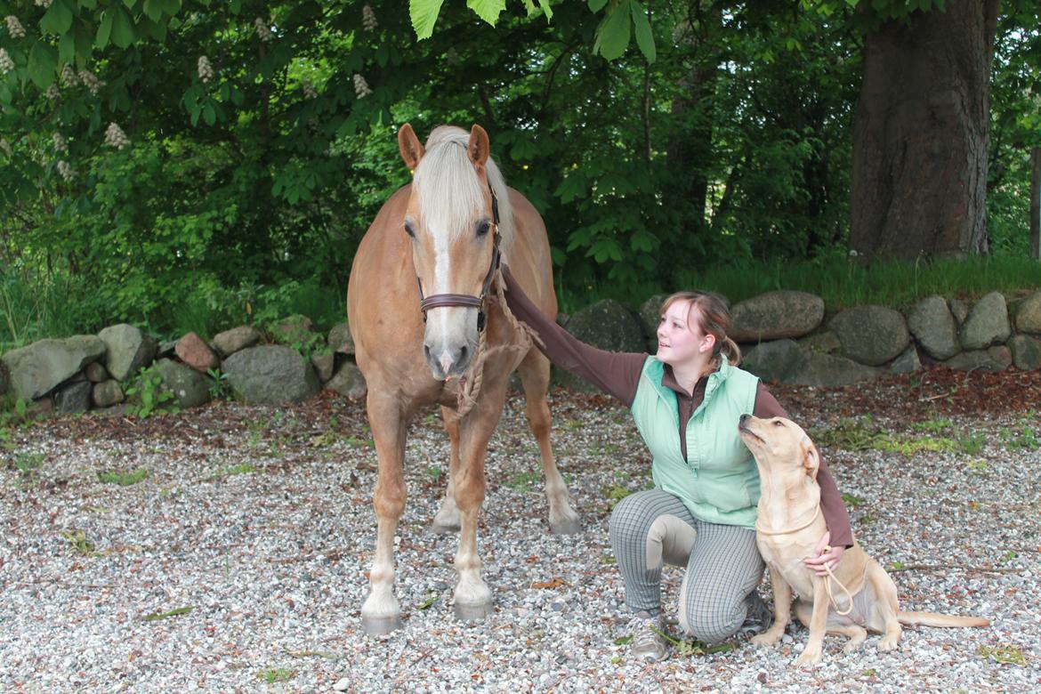 Haflinger Xander - Tak for at i kiggede forbi:) billede 20