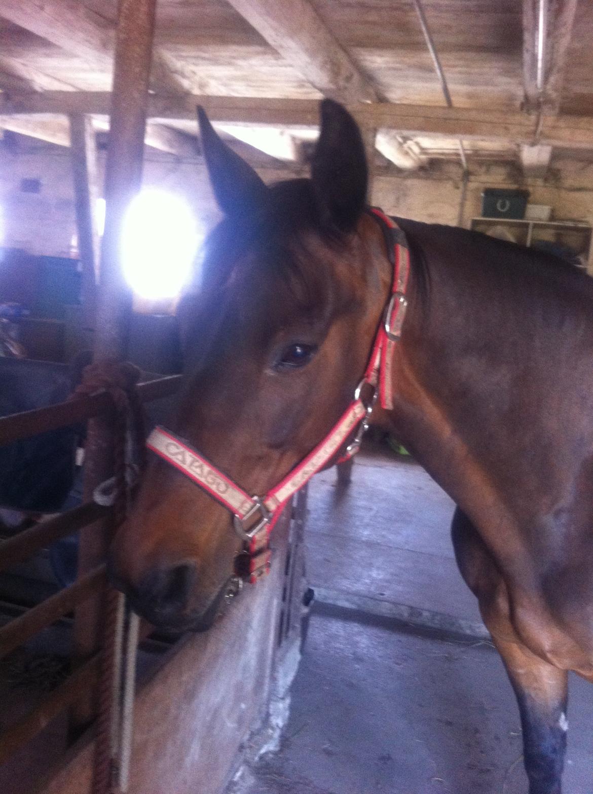 Dansk Varmblod Khandis billede 6