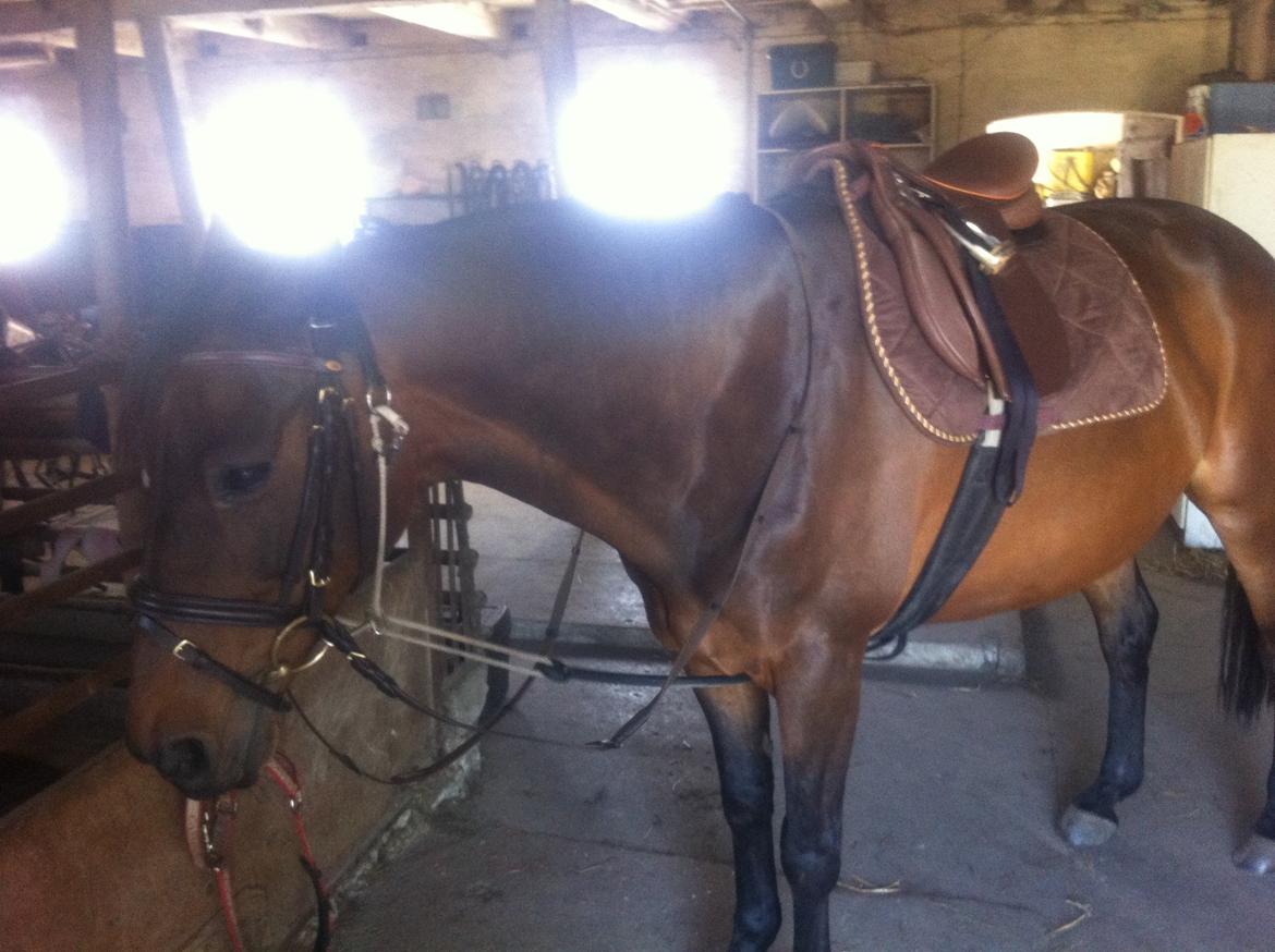 Dansk Varmblod Khandis billede 7