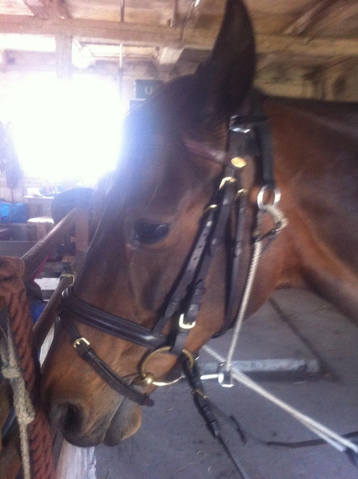 Dansk Varmblod Khandis billede 8