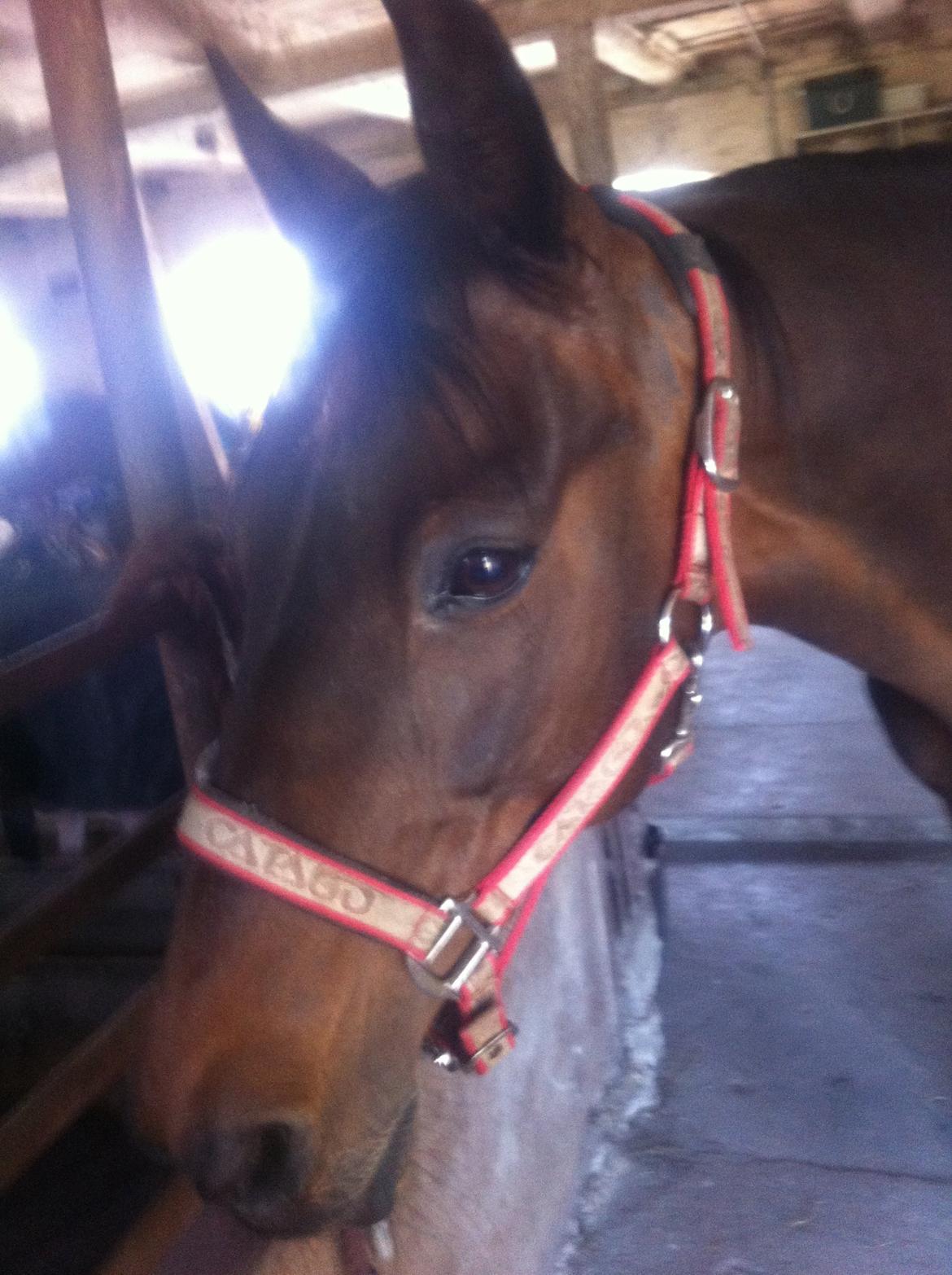 Dansk Varmblod Khandis billede 9