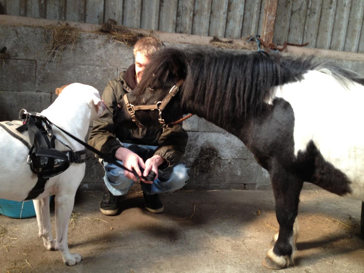 Shetlænder Vadehavets Figero *solgt* - Figero hilser lige på Kaine :) 
April 2013 billede 9